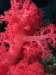 336_NICO_8477.JPG 