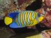 626_NICO_9318.JPG 